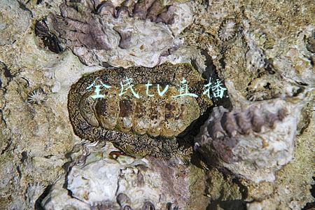 全民tv直播