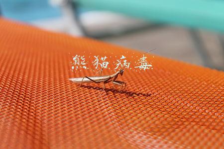 熊猫病毒