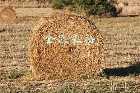 全民直播