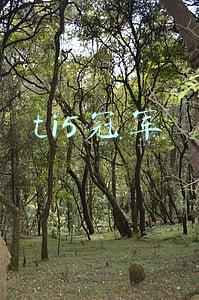 ti5冠军