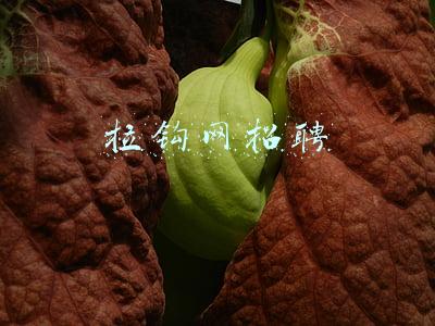 拉钩网招聘
