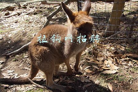 拉钩网招聘