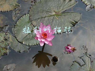 拉钩网招聘