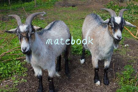 matebook