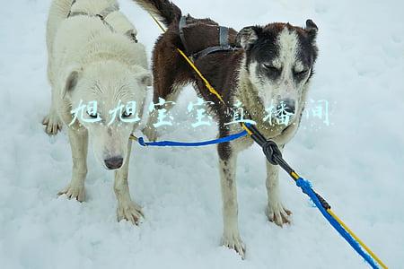 旭旭宝宝直播间