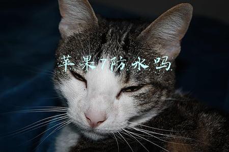 苹果7防水吗