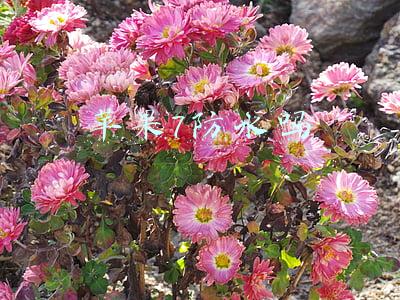 苹果7防水吗