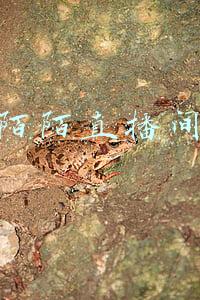 陌陌直播间