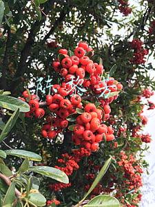 陈黎芳