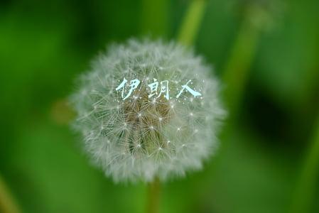 伊朗人