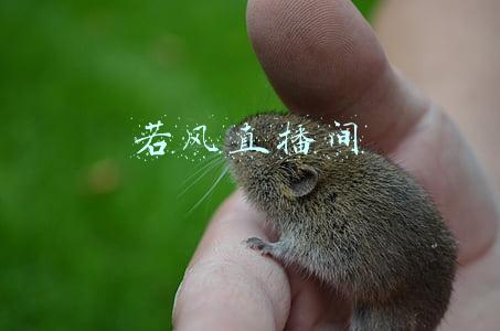 若风直播间