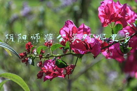 阴阳师蒲公英叮哪里多