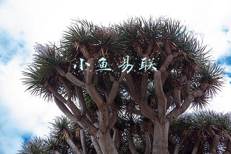 小鱼易联