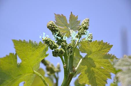 小米6重量