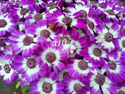 a10x
