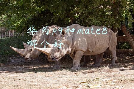 华为p9和mate8哪个好