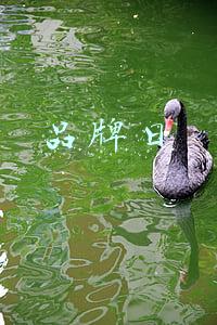 品牌日