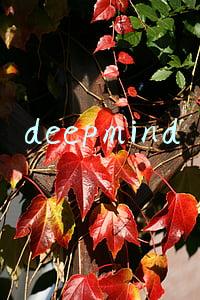 deepmind