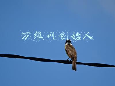 万维网创始人