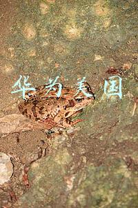 华为美国