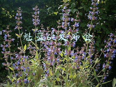魅蓝6t发布会
