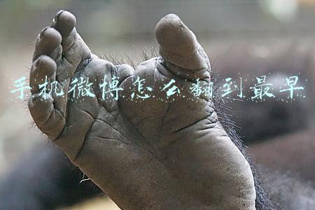 手机微博怎么翻到最早