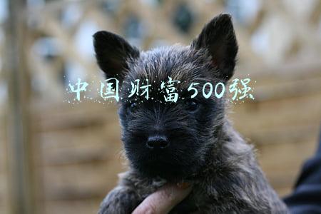 中国财富500强