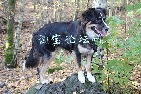 淘宝论坛网