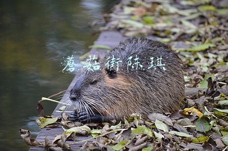 蘑菇街陈琪
