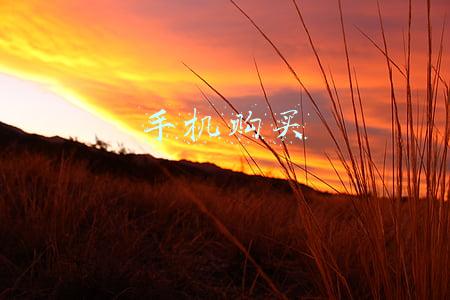 手机购买渠道(电商手机销量依靠渠道商“进货”，荣耀和红米神操作令人叹为观止)