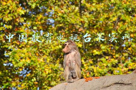 中国教育电视台果实网