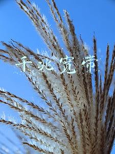 千兆宽带