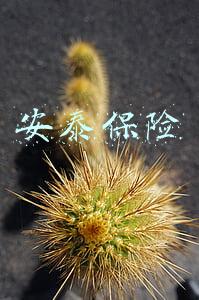 安泰保险电话(雪天路滑，送大家各保险公司的服务电话！)