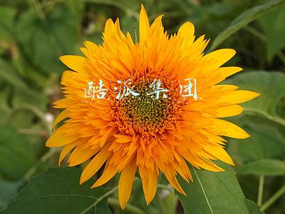 酷派集团