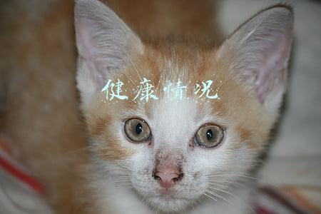 健康情况承诺书-体温自我监测登记表(事关这些考生！黑龙江发布最新公告)