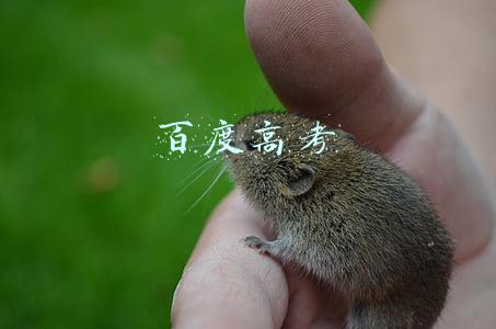 百度高考
