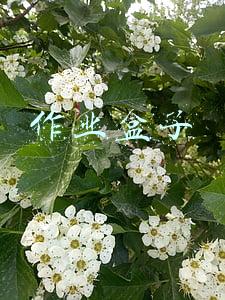 作业盒子