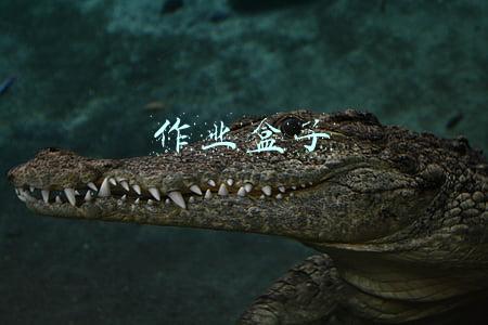 作业盒子网页版登录(把人民生命安全和身体健康放在第一位)