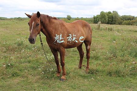 魅族e