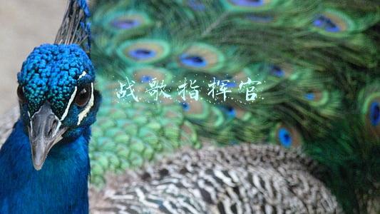 战歌指挥官
