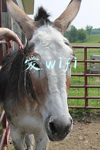 爱wifi