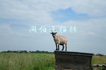 周伯通招聘