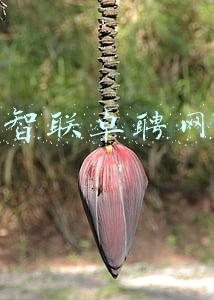 智联卓聘网