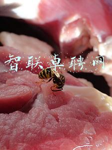 智联卓聘网