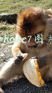 iphone7图片