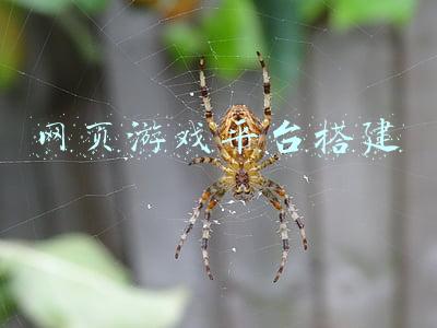 页游网络平台搭建(森百手游探究到底哪种形式更好？如何做好游戏平台的运营工作？)