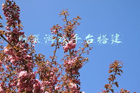 网页游戏平台搭建