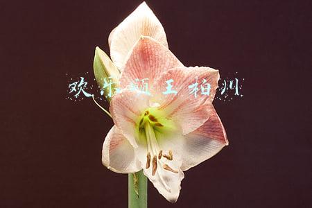 欢乐颂王柏川的结局(欢乐颂结局：王柏川创业失败做代驾，小曲家破产以泪洗面)