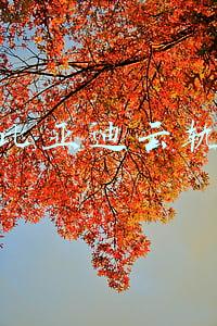 比亚迪云轨