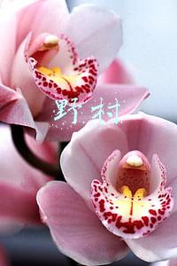野村